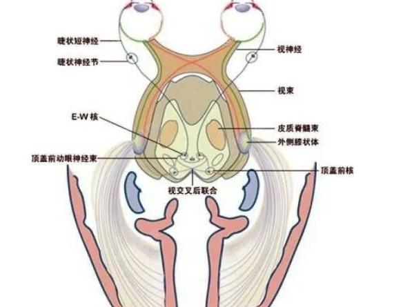 广州连续视程晶体排名前9的医院汇总 排名前9里视百年/佰视佳/普瑞挺出名